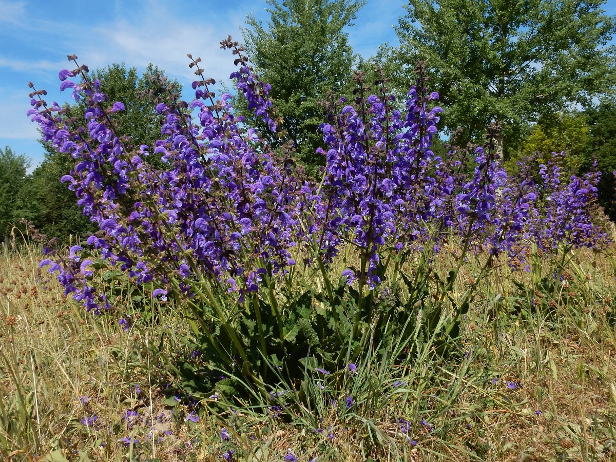 salvia-pratensis-meadow-clary